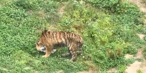 老虎瘦成纸片还吃草,园方回应 老虎瘦成纸片还吃草,园方回应