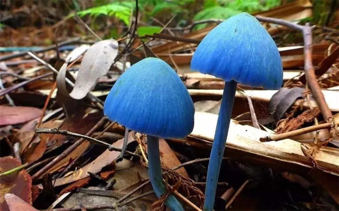 少年误食见手青后，家中竟现神奇动画场景
