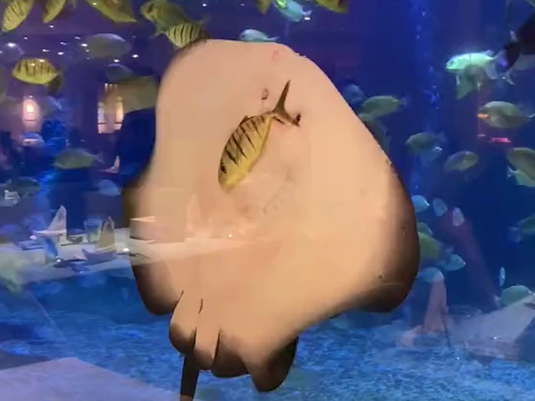 海洋馆回应魔鬼鱼偷吃同事黄金鲹
