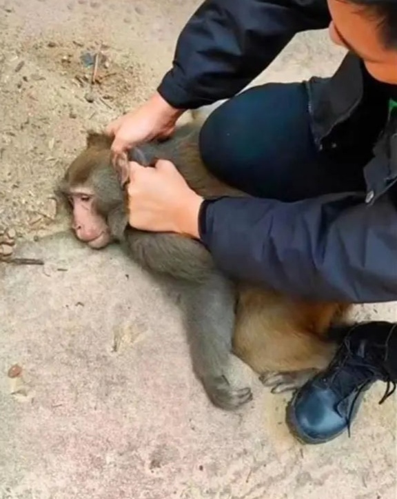 爬阳台偷水果 小区遭泼猴骚扰
