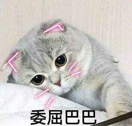 盒马猫咪抱冬瓜宣传图被吐槽，照骗背后的真相