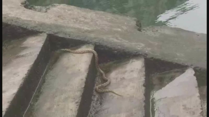 广东一景区泳池惊现游蛇 景区回应，安全有保障，游客可放心